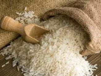Rice Farming Feasibility Business Study Plan PDF Free Download